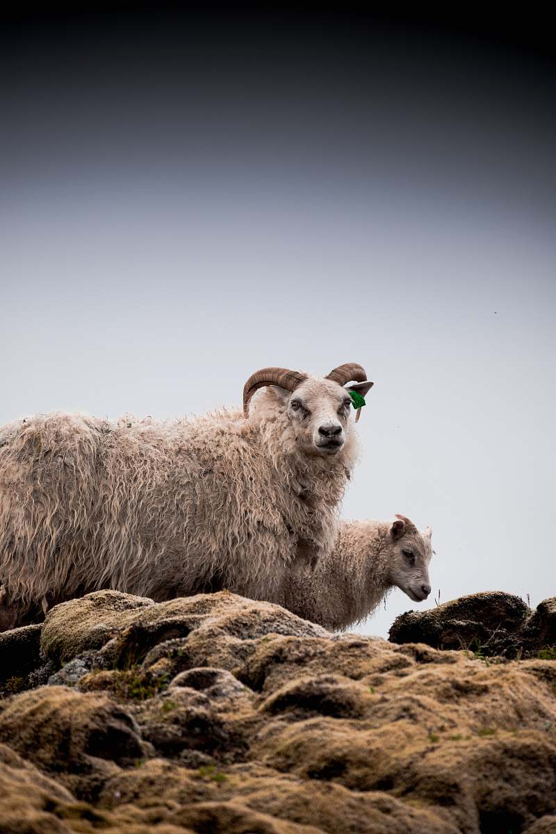 animal two white rams on rocks sheep