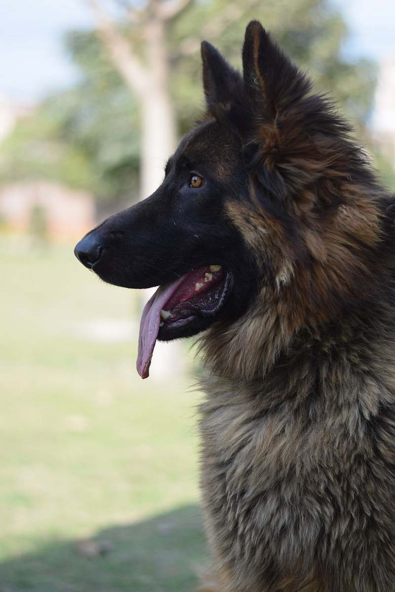 dog view of right side of the dog german shepherd