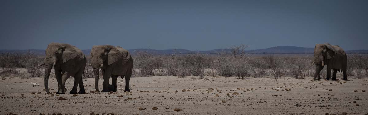 animal walking elephants on desert elephant