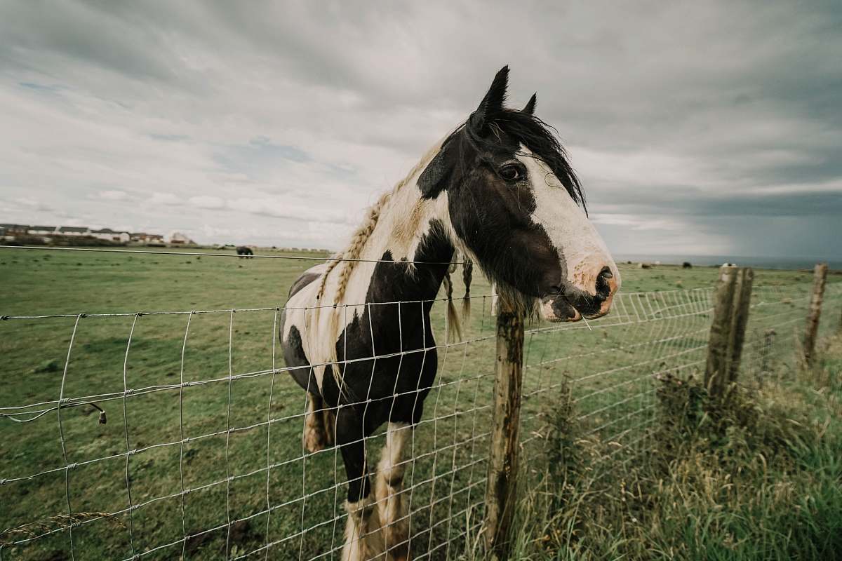animal white and black horse horse