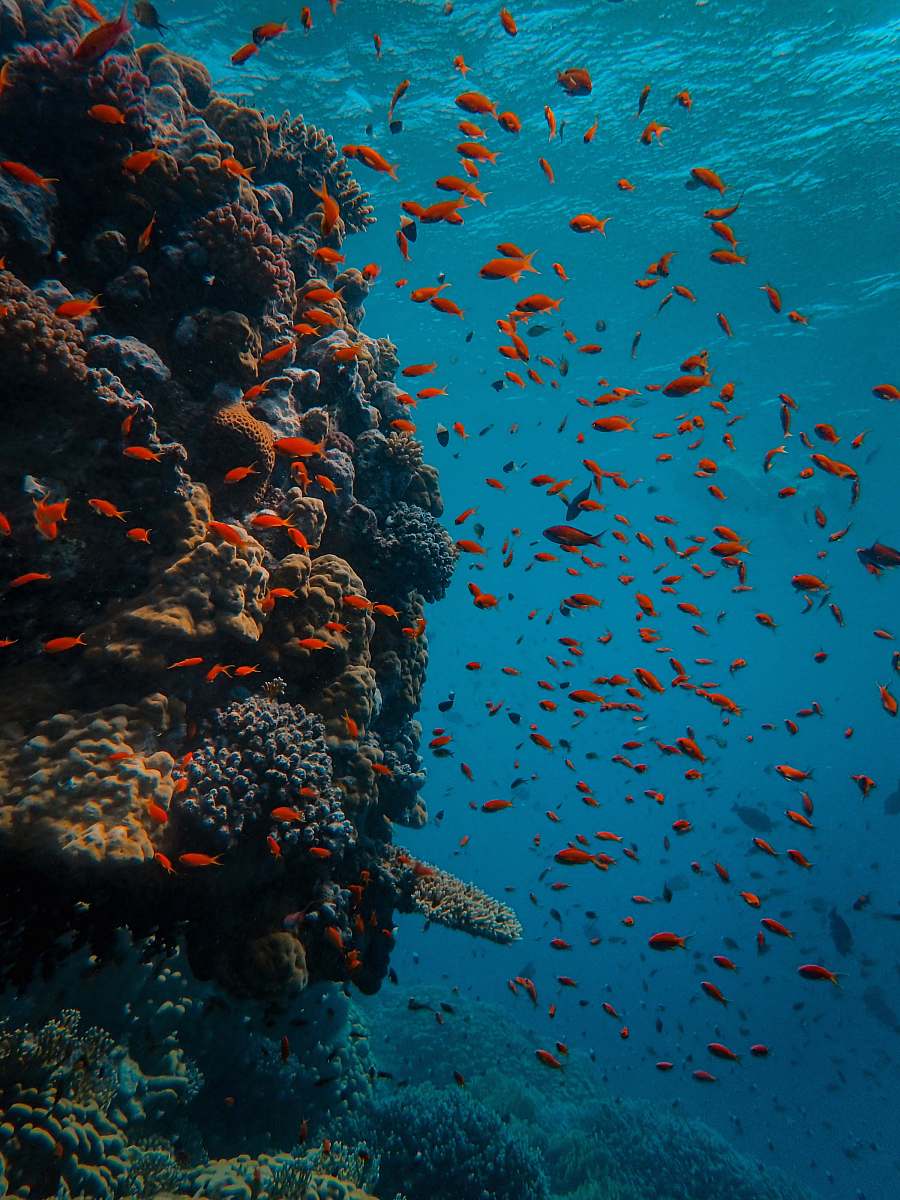 Ocean School Of Orange Fish Outdoors Image Free Photo