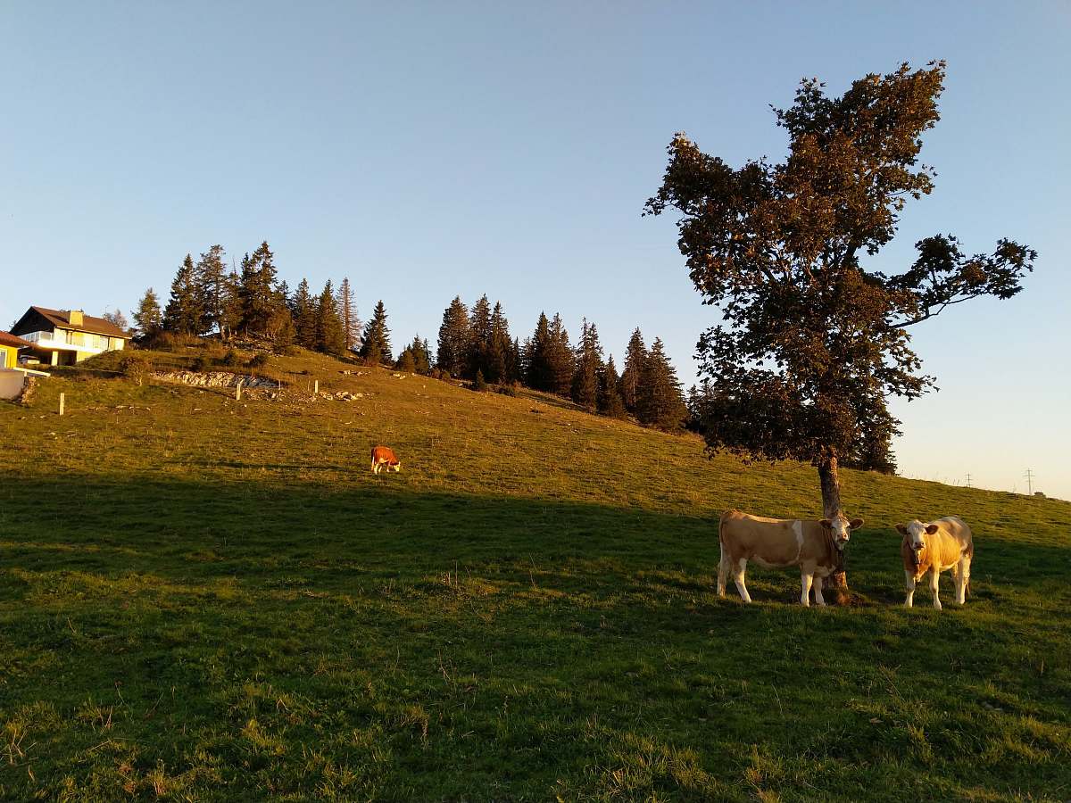 field two cattle beside tree grassland