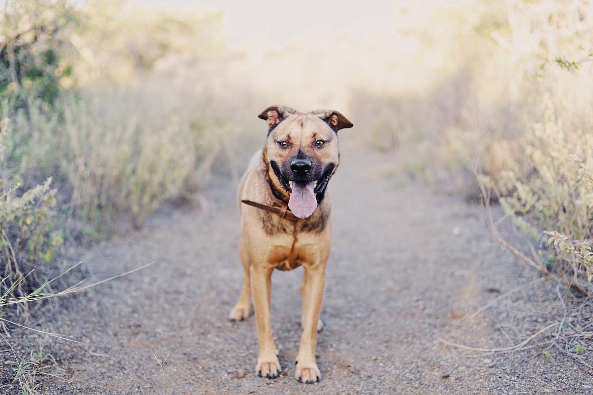 dog brown short coated large dog during daytime animal