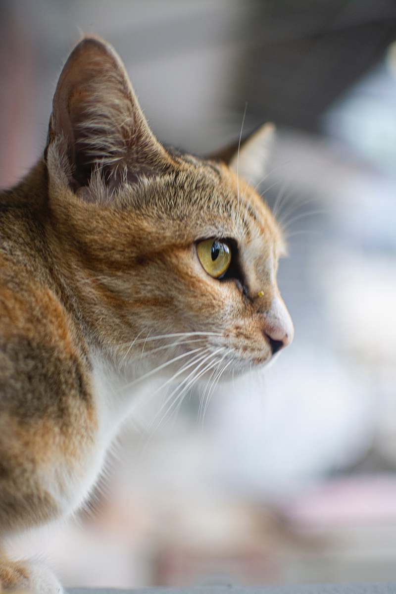 cat close-up photo of orange tabby cat abyssinian