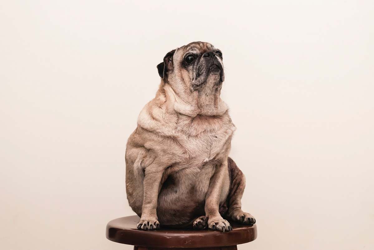 dog tan pug on brown wooden stool pug