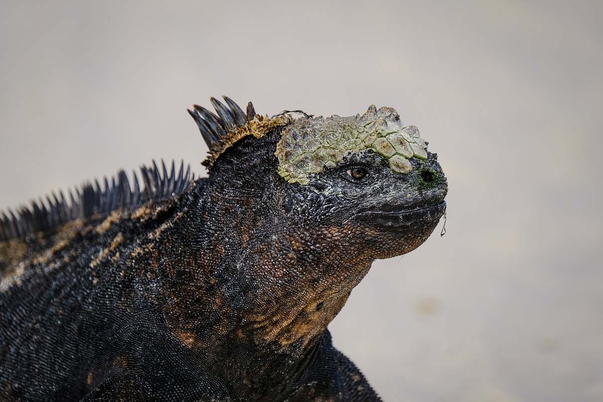 iguana close-up photography of iguana lizard