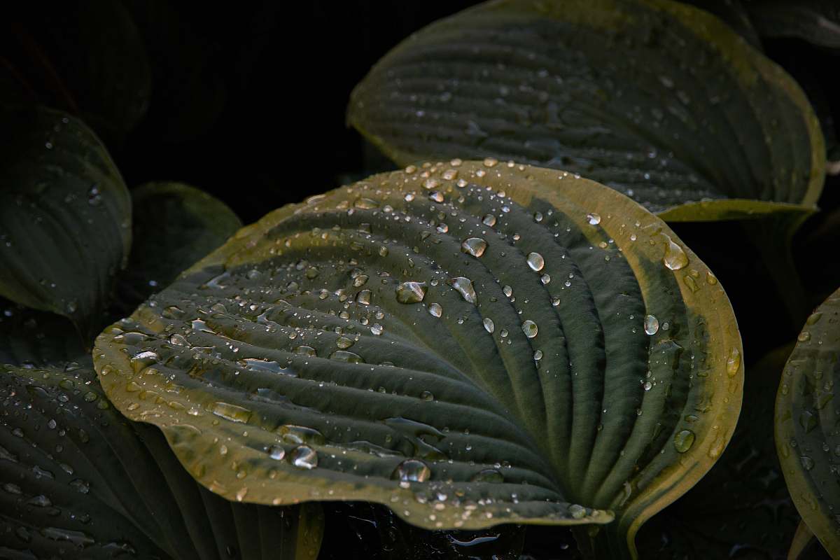 leaf green leaf with water dews plant