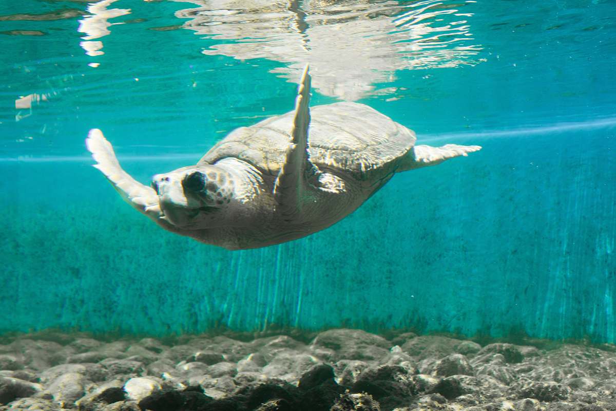 reptile gray turtle underwater sea life