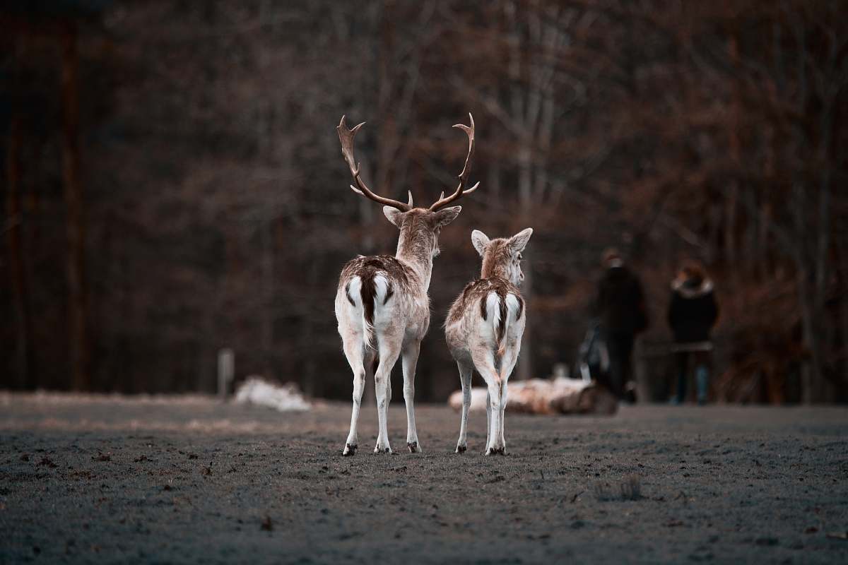 mammal selective focus photography of two deer in park antelope