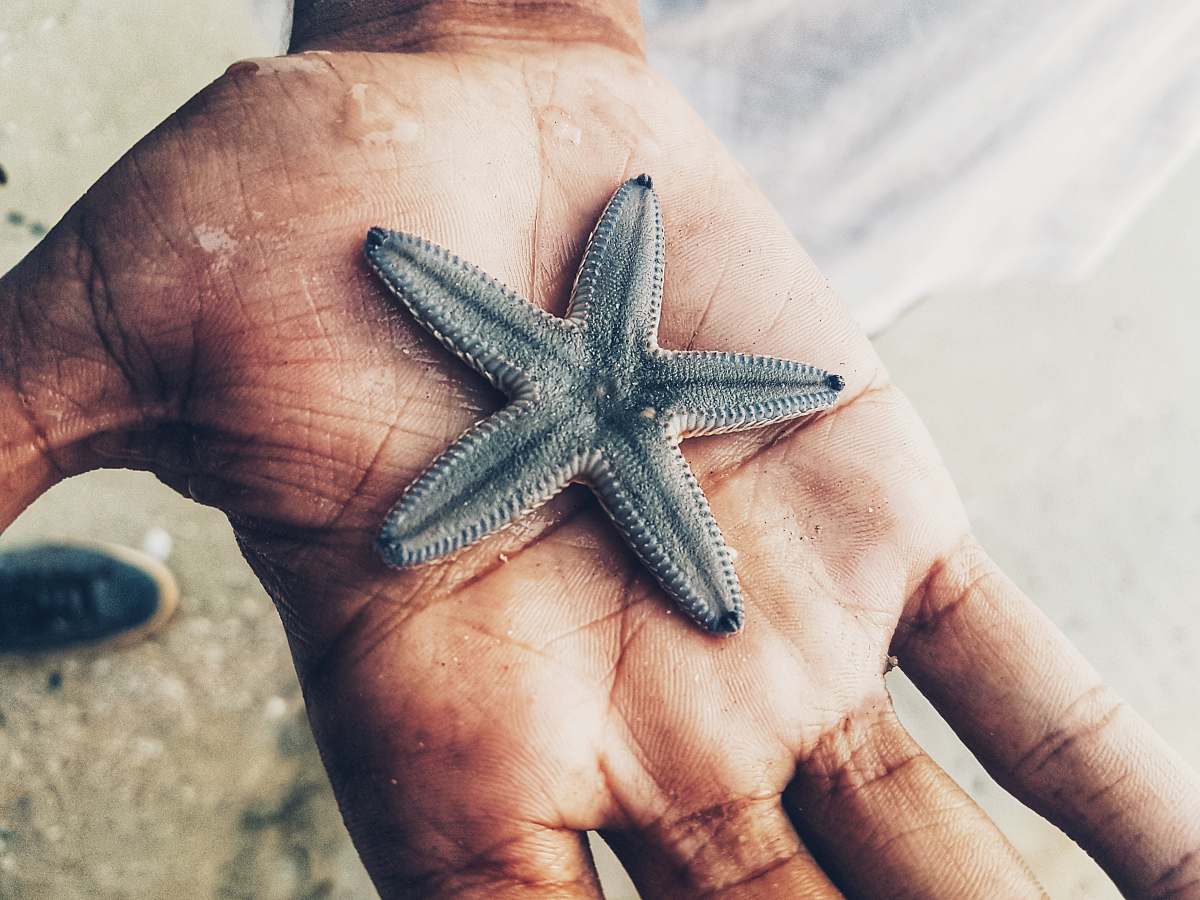  gray starfish on person's hand 