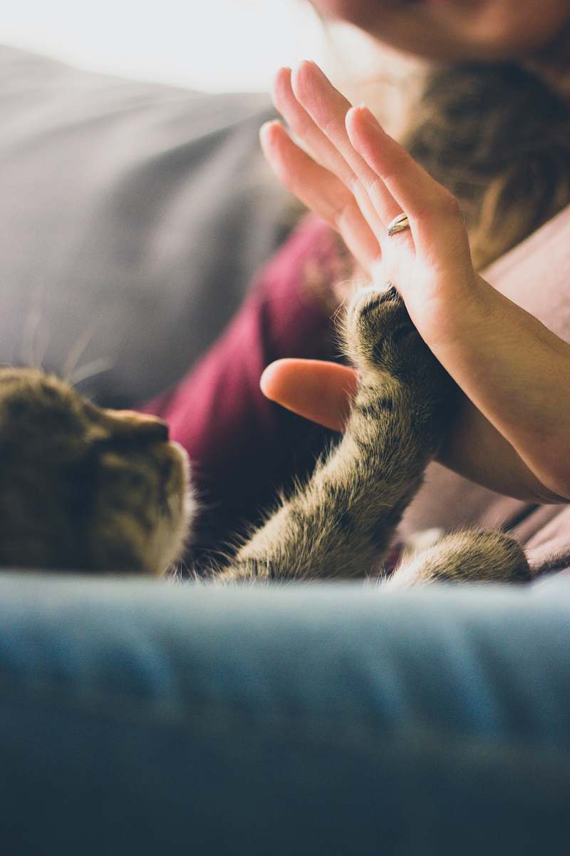 cat tabby cat touching person's palm pet
