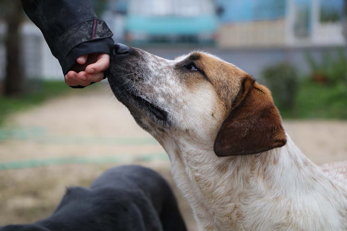 dog white and brown short coated dog smelling person's hand canine