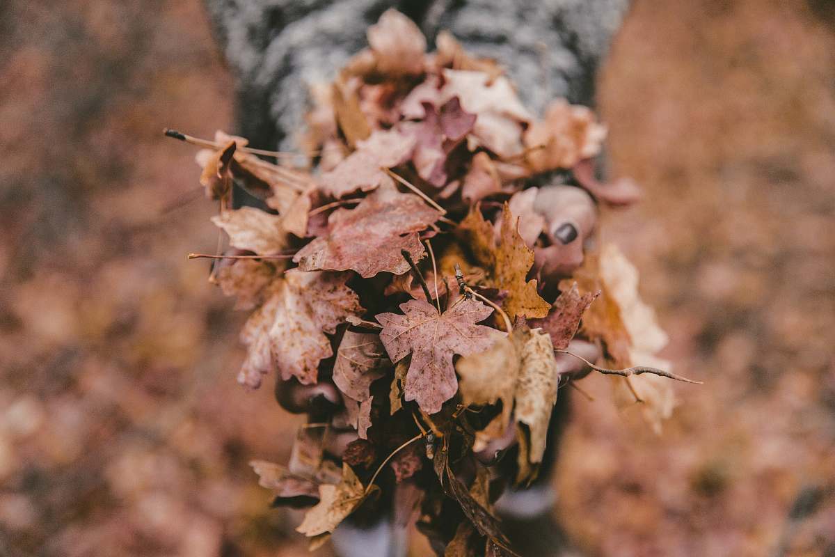 leaves shallow focus photography of dried leaves fall