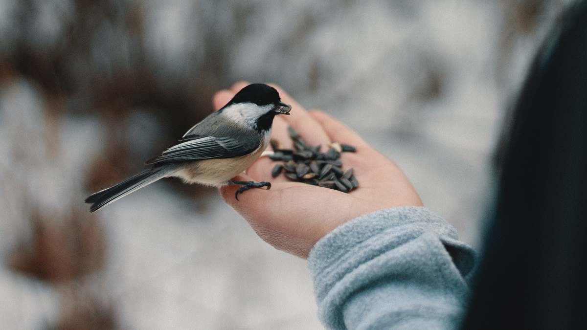 winter bird perching on person's right hand while eating nuts feed