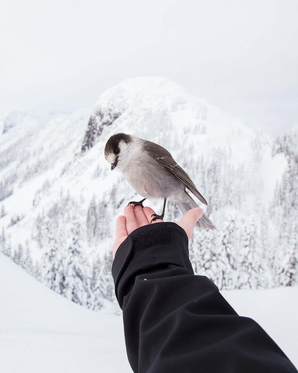 animal brown and white bird standing on left hand of person winter