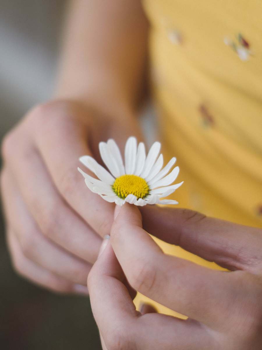 human person holding white daisy flower person