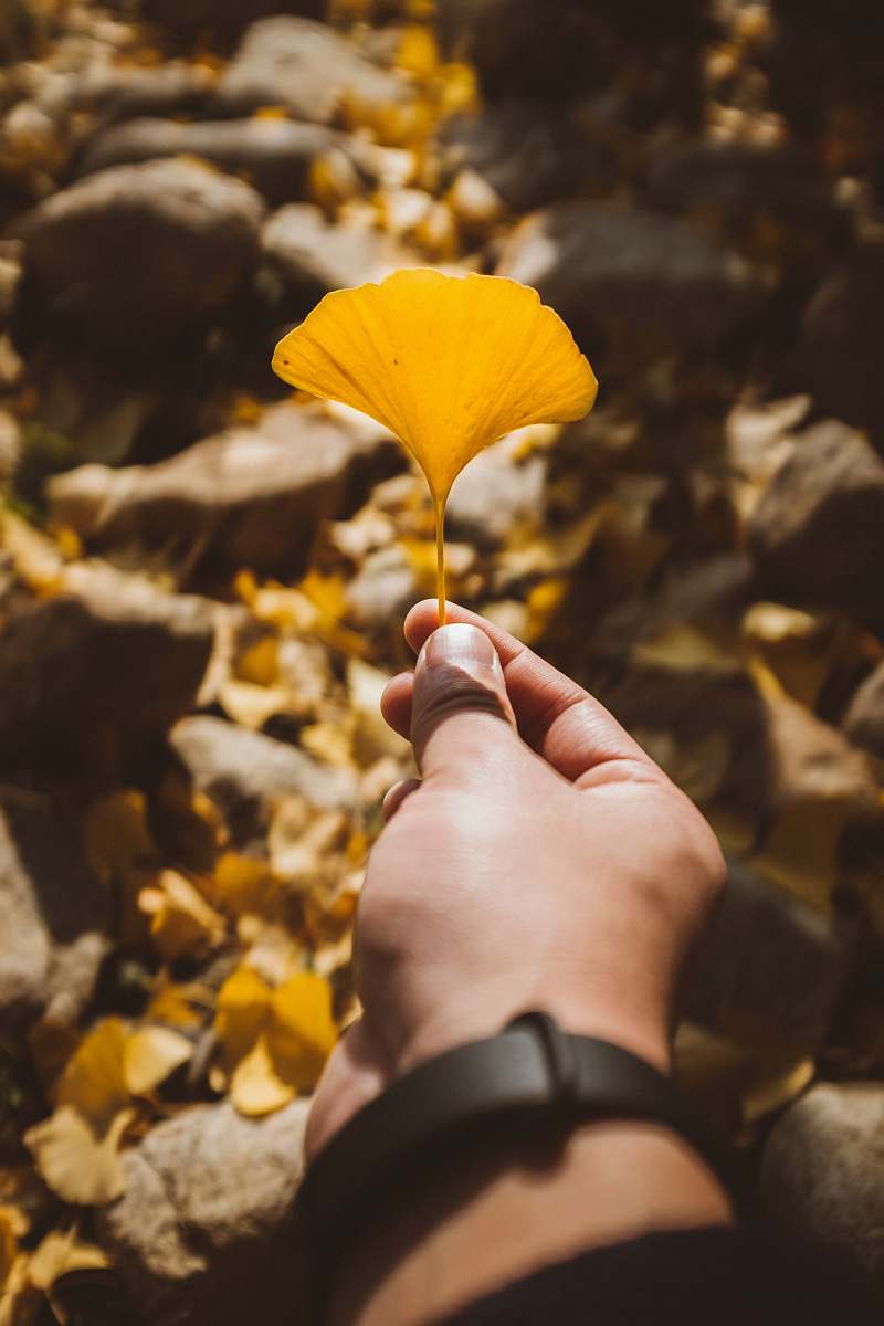 flower person holds yellow leaf petal