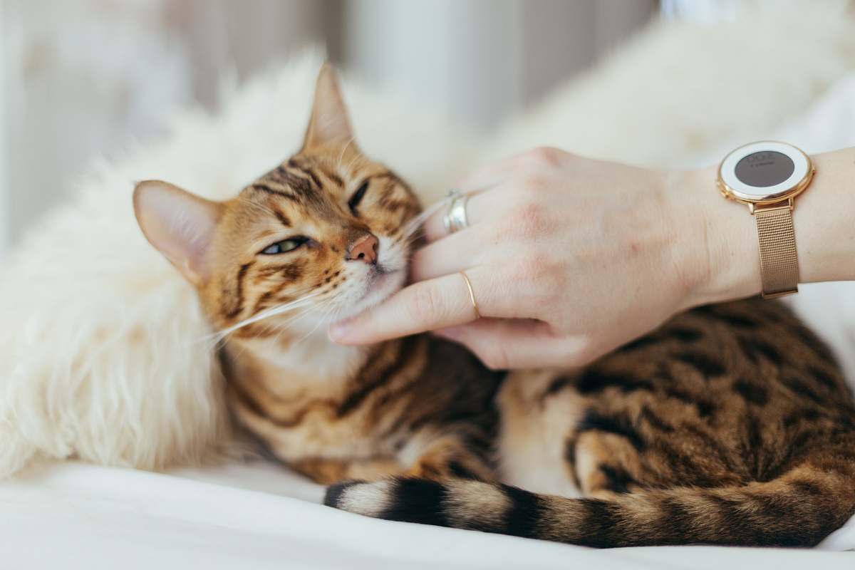animal person holding brown cat on white textile pet