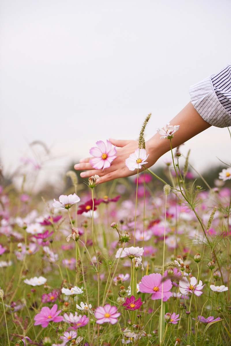 flower woman holding pink petaled flower floral