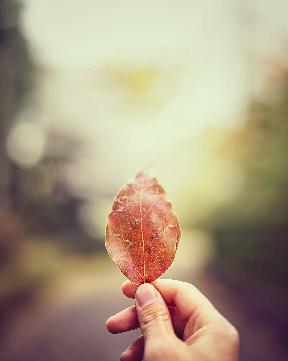 flora tilt shift lens photo of person holding dried leaf food