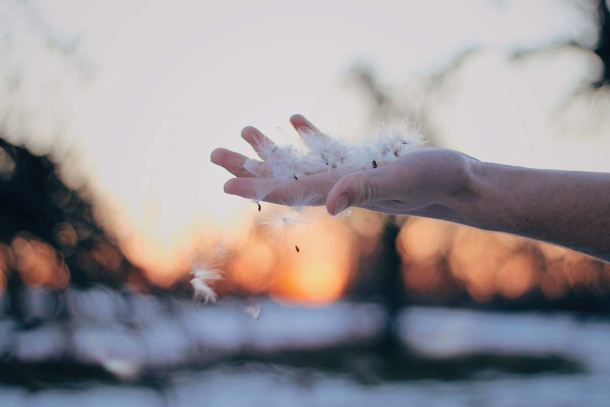 human dandelions in hand person
