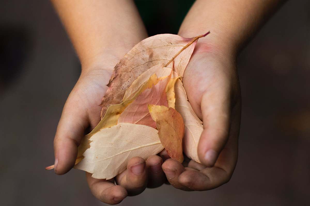 human person holding brown leaf lot person