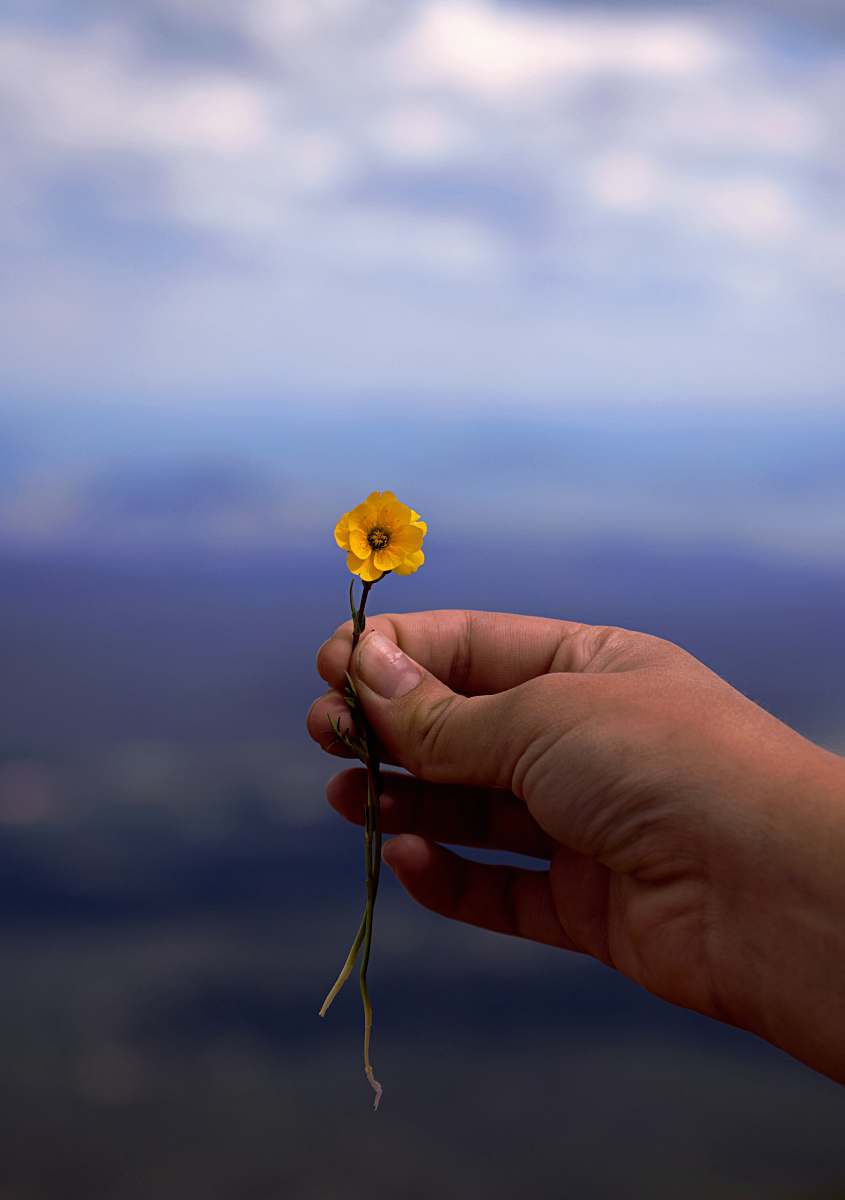 person person holding yellow petaled flower human