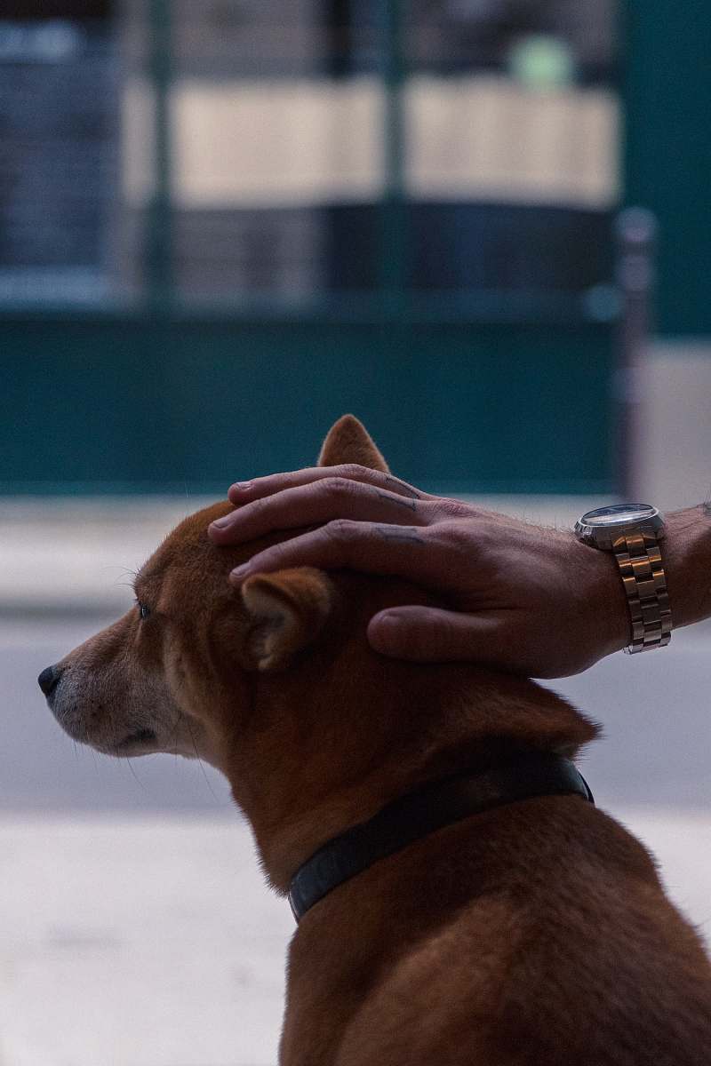 wristwatch tan dog paris