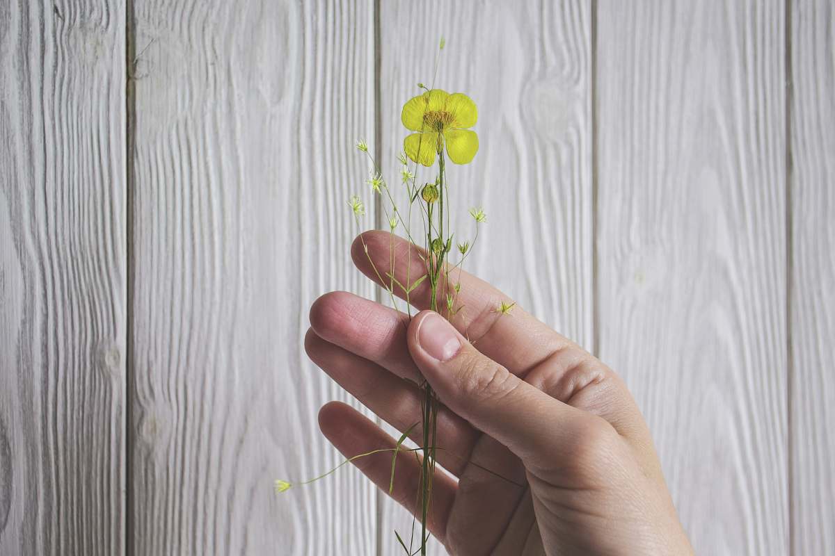 person yellow petaled flower human
