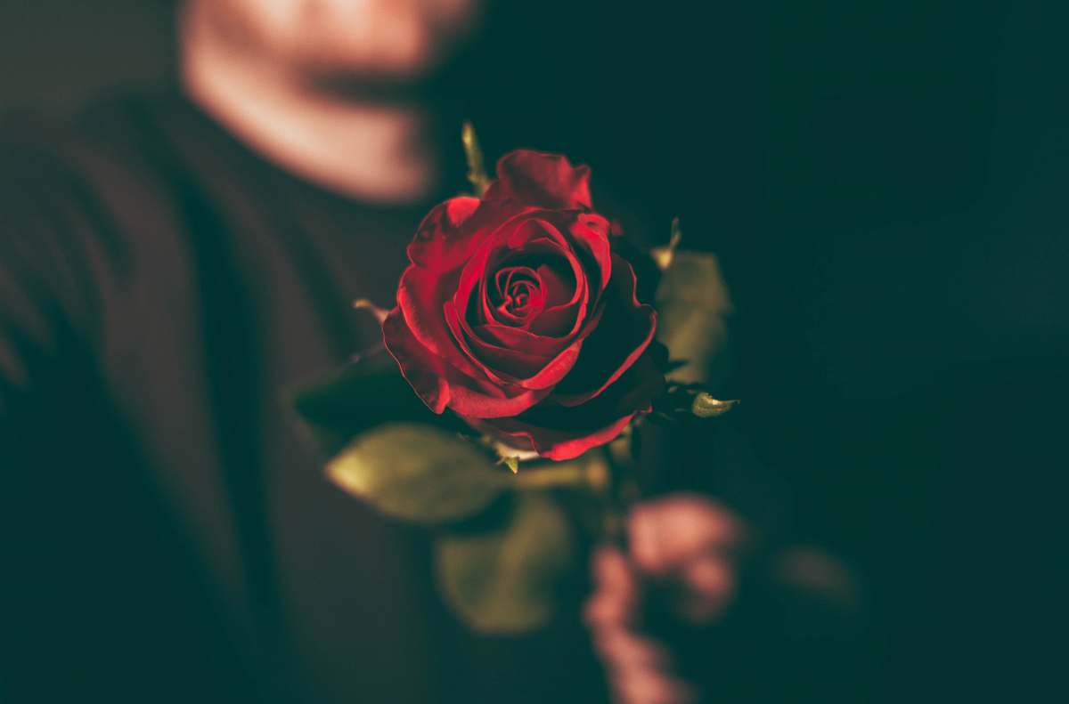 rose macro shot photography of man holding red rose plant