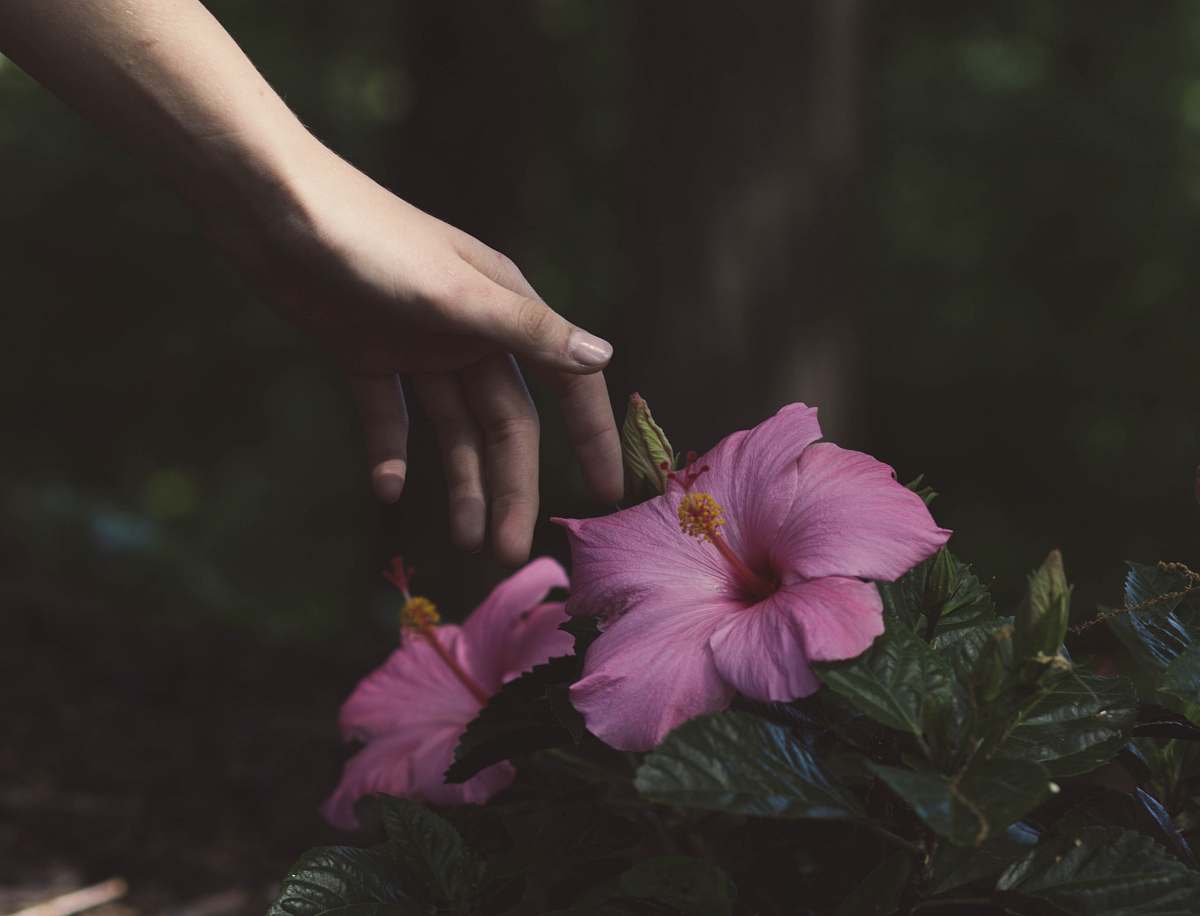 blossom person about to touch the pink flower hibiscus
