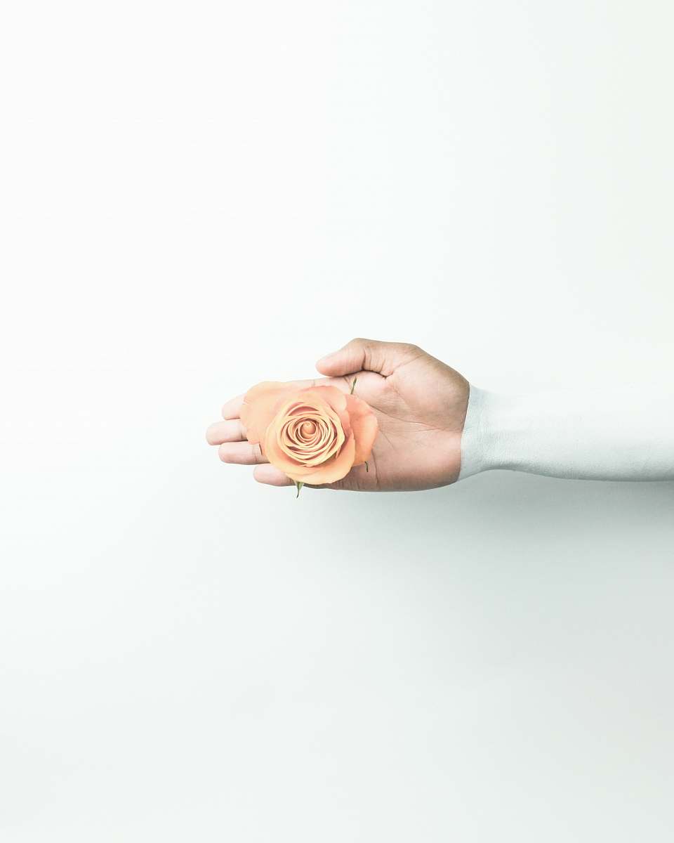 rose person holding brown flower london