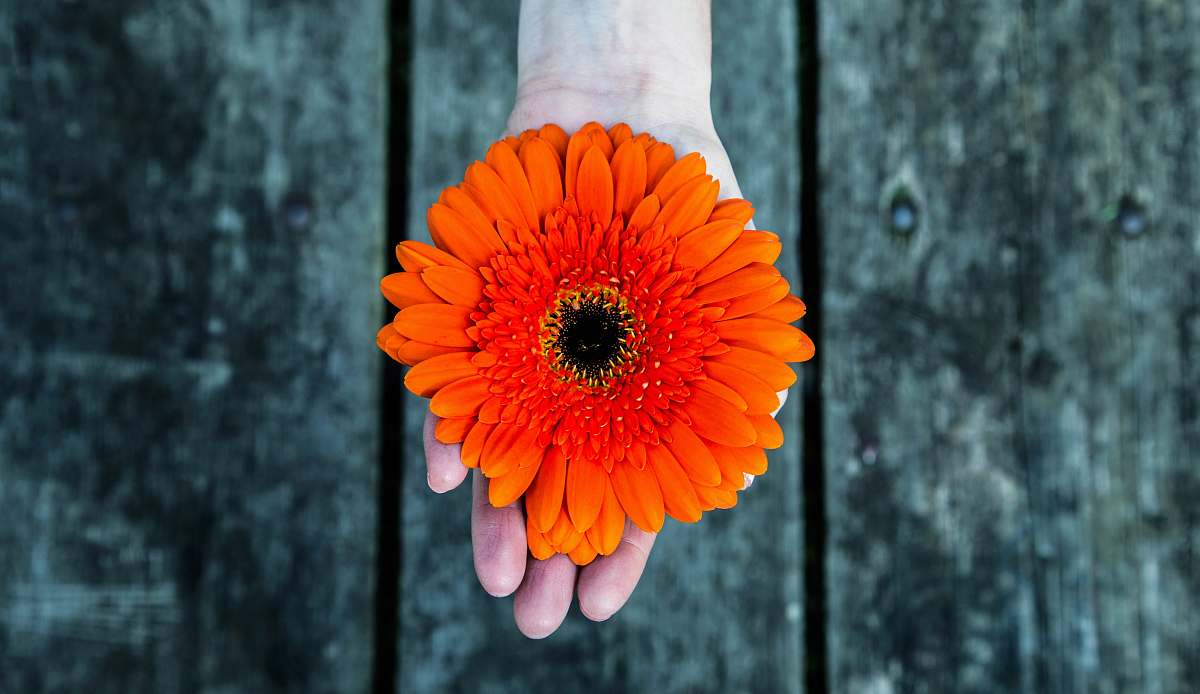 blossom person holding orange flower photography petal
