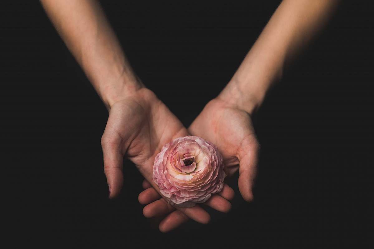 hands person holding pink flower rose