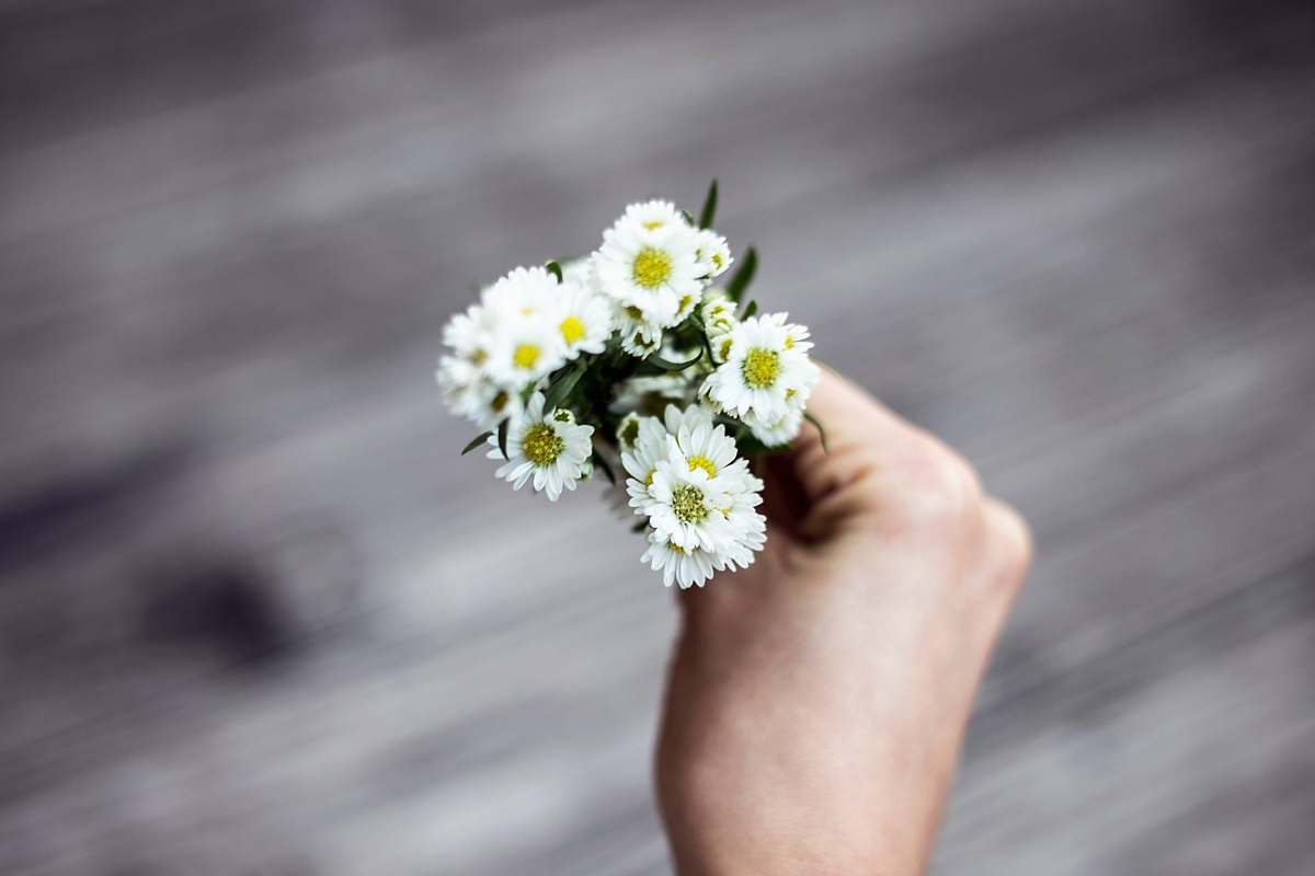 daisy person holding white aster flowers flowers