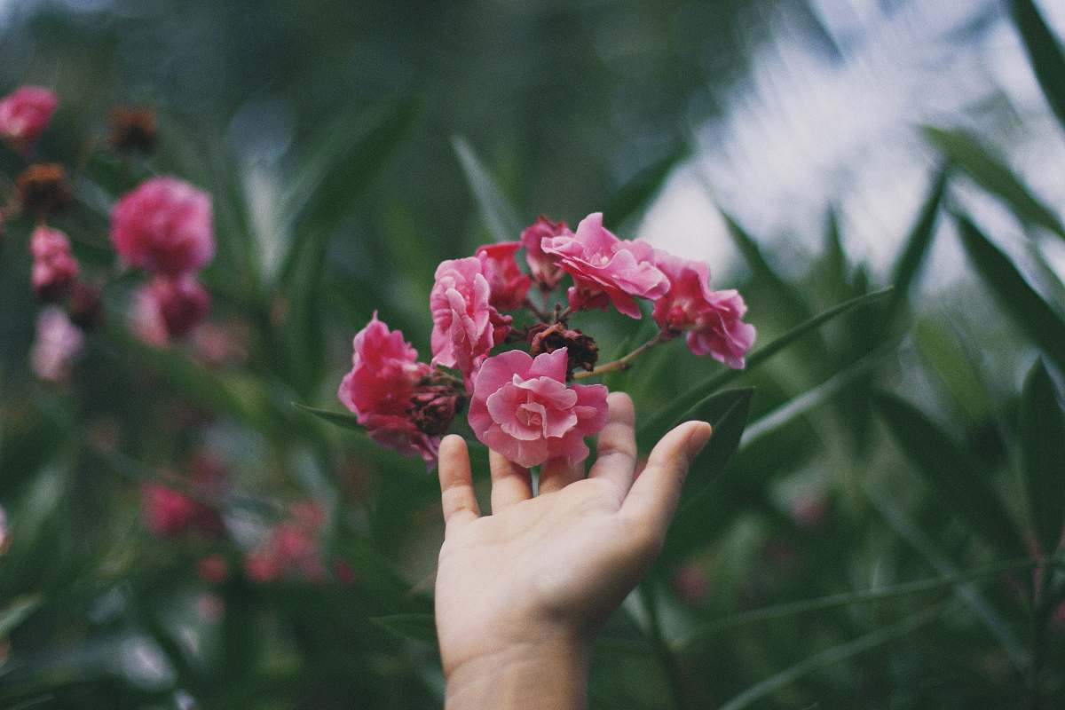 plant person touching red and pink petaled flowers blossom