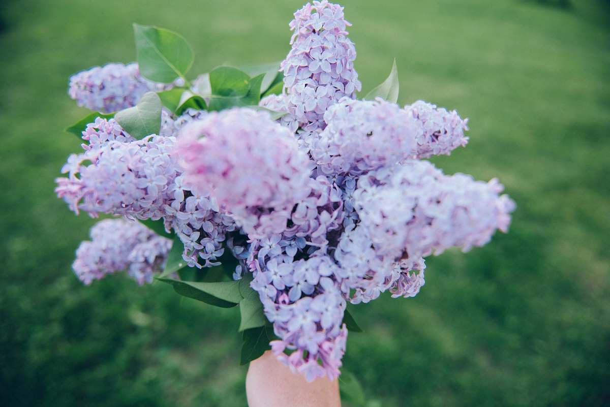 lilac shallow focus photography of bouquet of purple orchids blossom