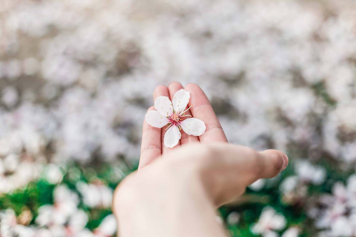spring shallow focus photography of white petal flowers on person's hand blossom