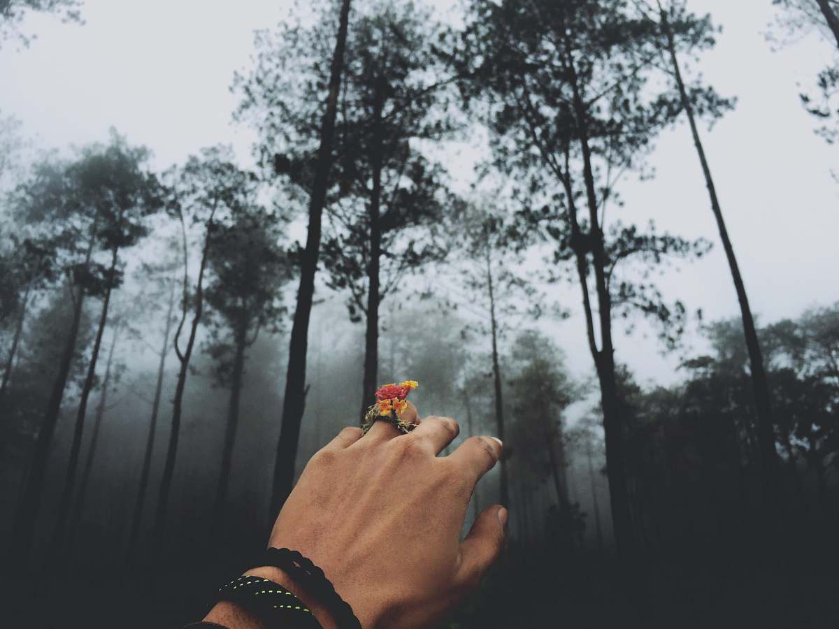 tree person at forest covered in fog semarang