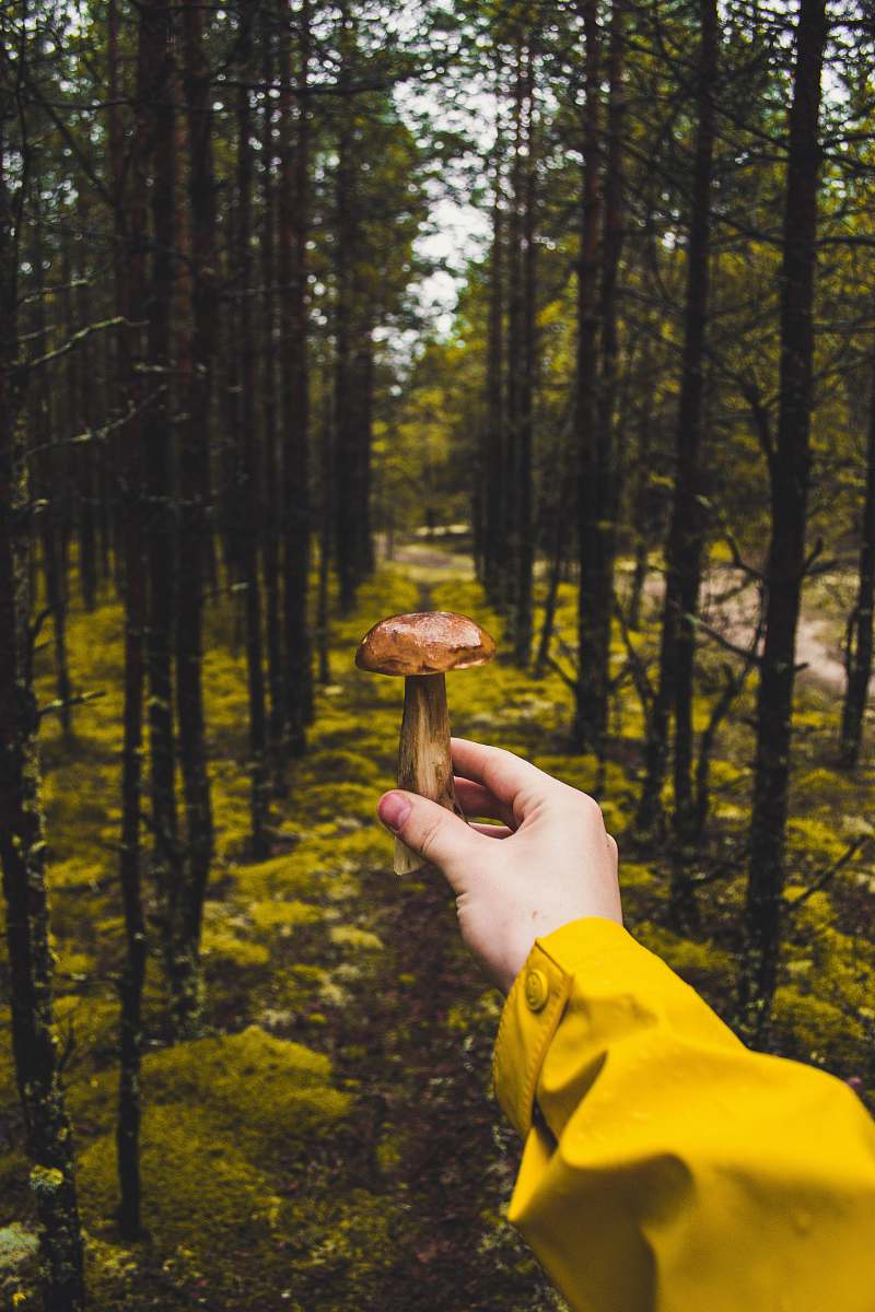 nature person holding brown mushroom tree