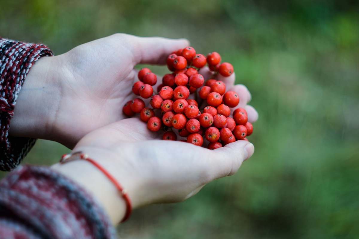 berry cluster of red fruits on person's hand hold