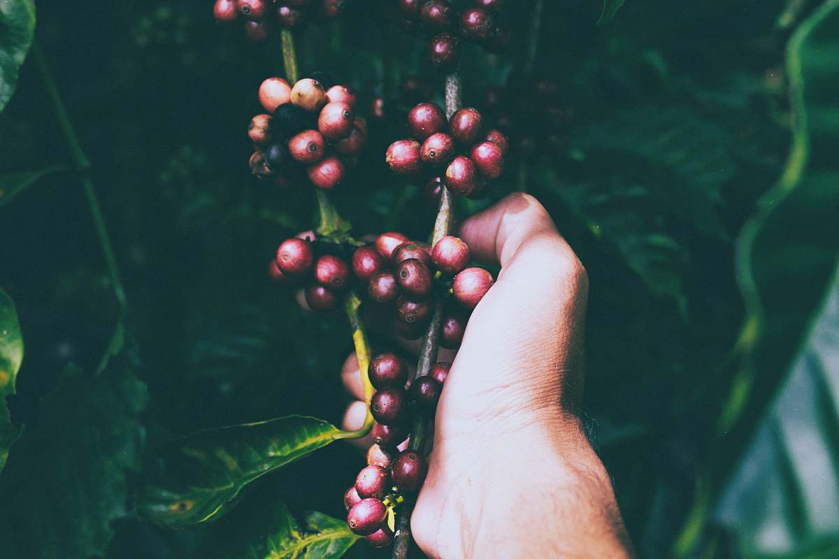 food person holding red berries on stem flora