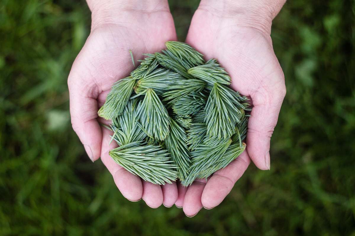 hands person holding a green leaves plant