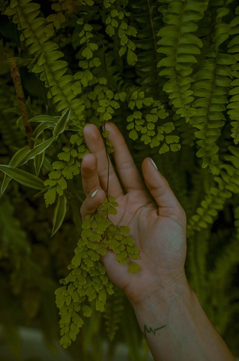 plant person holding green leafed plant fern