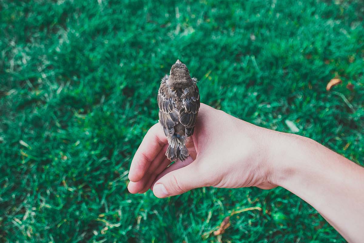 bird bird sitting on person's hand hodling