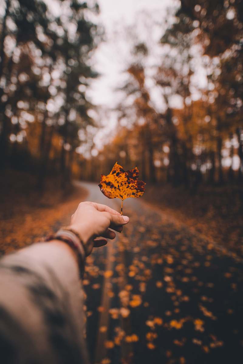 human brown and black leaf during day person