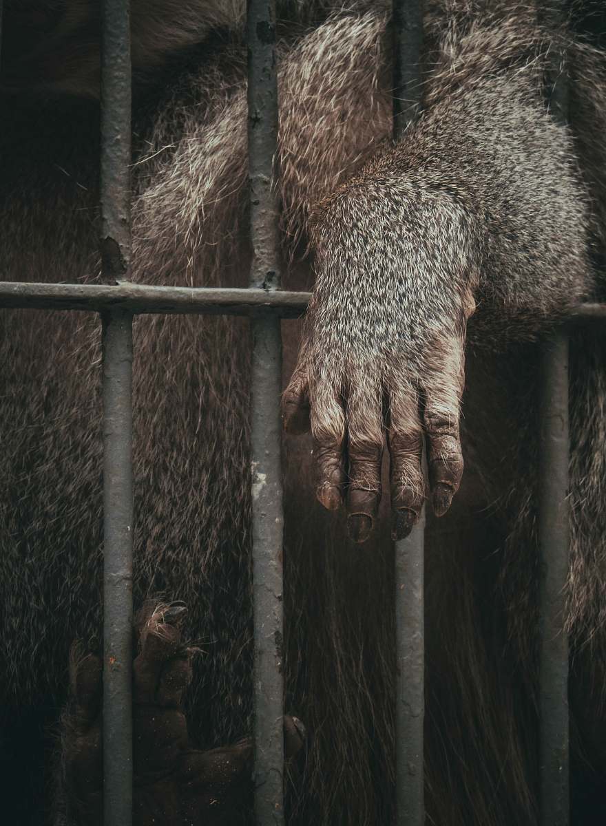 gorilla brown animal in black cage cage