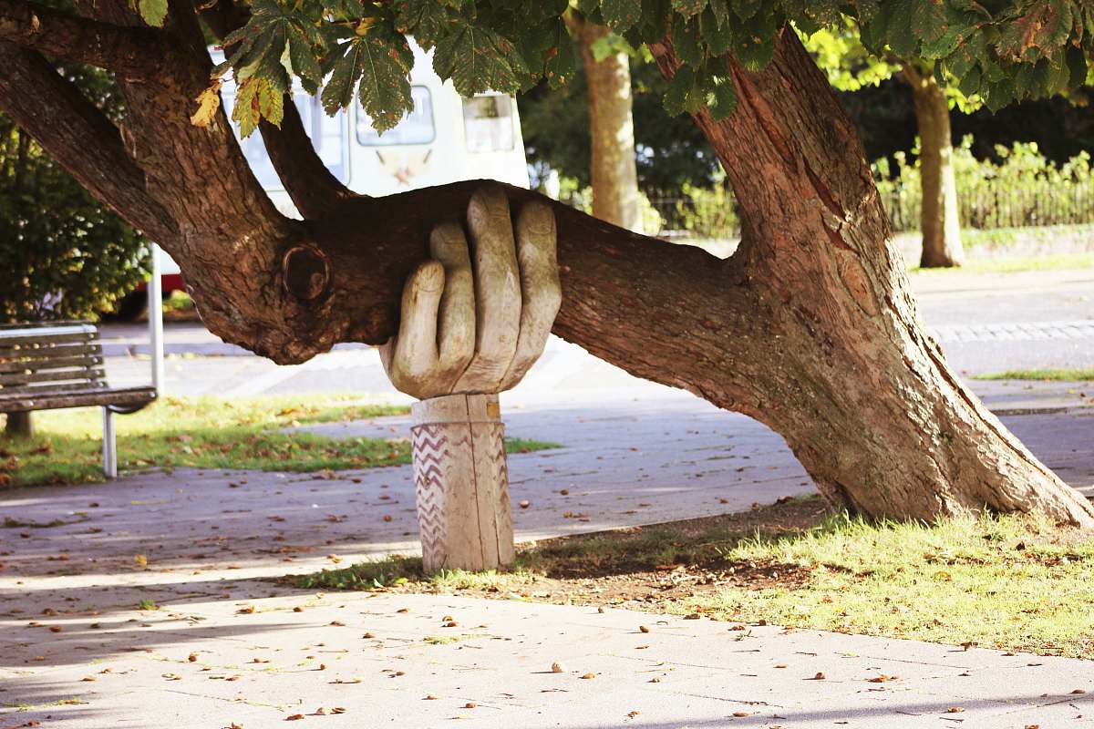 tree brown tree park bench