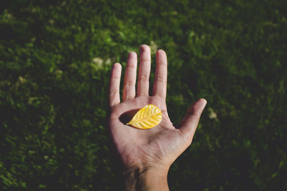 palm left human hand with yellow leaf leaf
