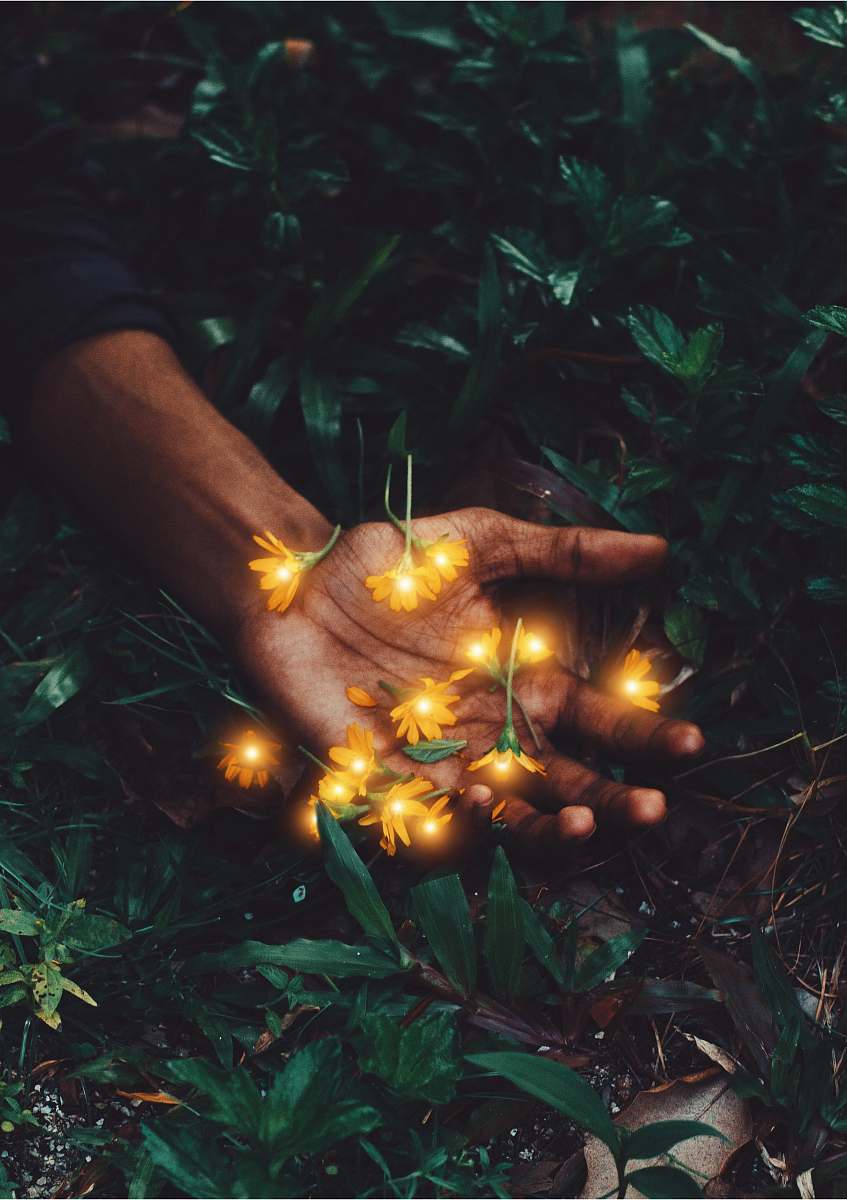 flare orange-petaled flowers on human hand light
